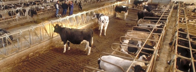 Explotaciones ganaderas Explotaciones ganaderas