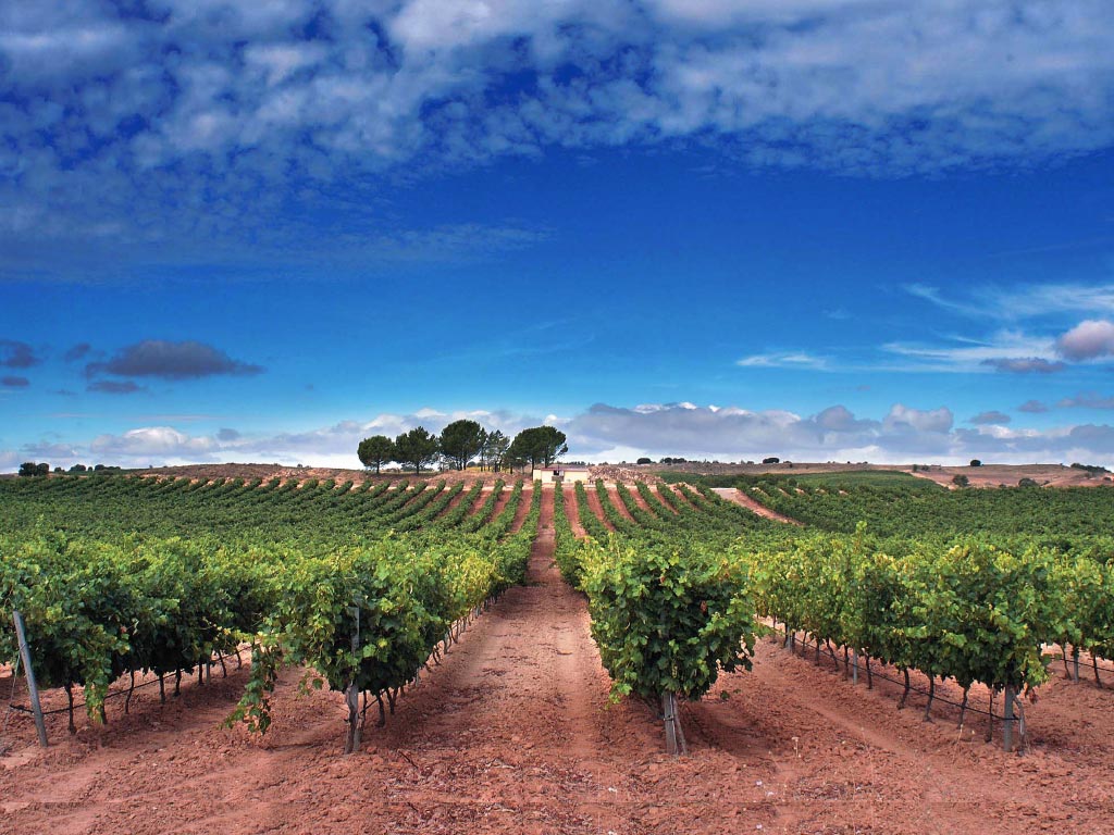 vinedos